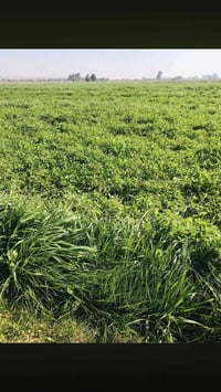 عندي برسيم ضمان الستفسار والتصال علة الرقم 07811754700