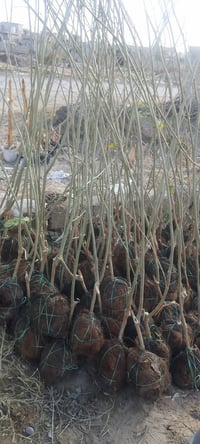 أشجار نفضية • مشتل جمال الهذال • ناحية الزاب مفرق الصباغية