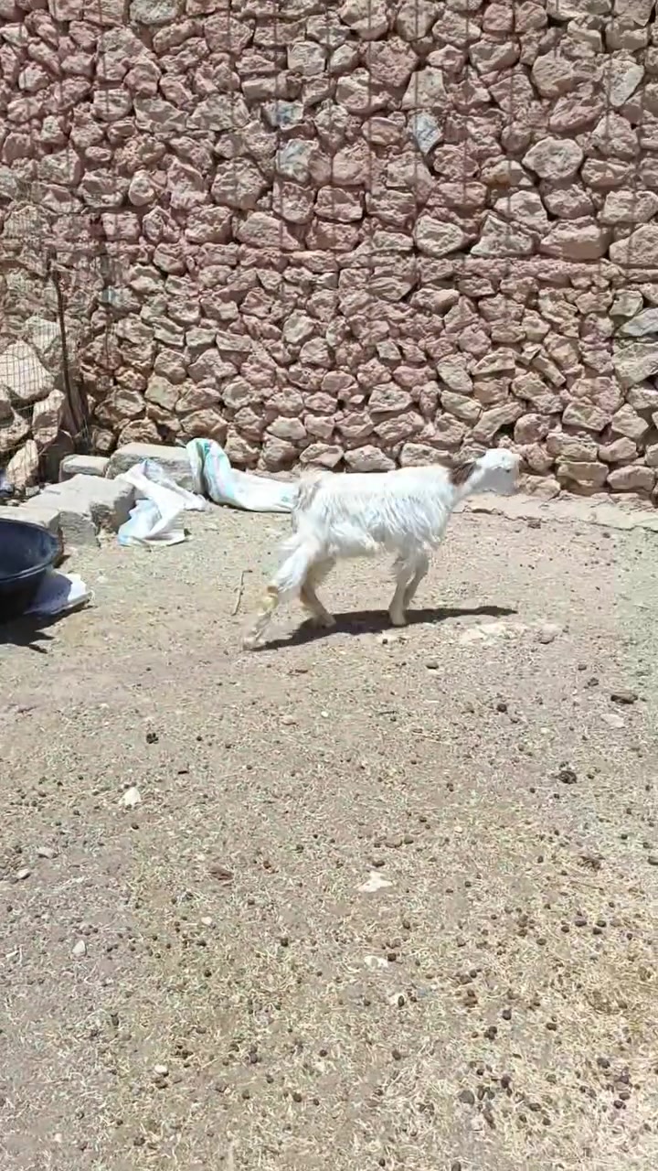 متاااح جدايه٣وصخله مالت ربط ناصحات عله كل عيب سعر لزوج ٢٦٠ عنوانه عنه ناحيه ريحانه ***********
