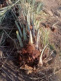 يوجد فسايل زهدي للبيع مثل ما تشوف كدامك حيل كبار   السعر 15الف   07849...