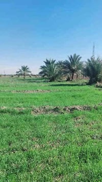 بسم الله ارض زراعيه للبيع المساحه 5 دوانم  طابو زراعي سند 25  ثاني يوم...