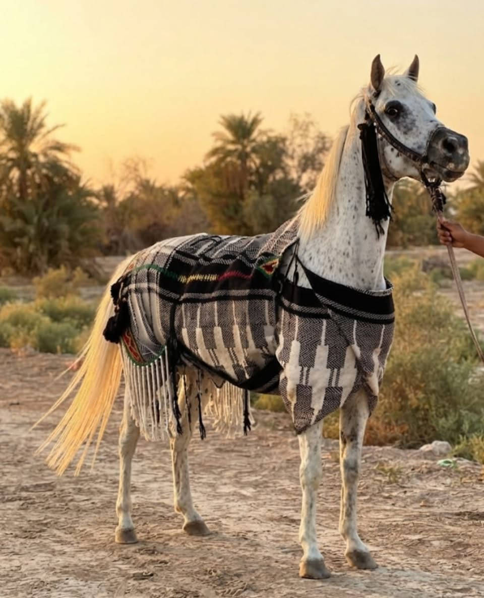يالله سلام عليكم فرس عربيه راقيه بلخياله  عمرهه 4 عليهه 5شهرر مكفوله من كل عيب ب 800 شراي خابرني ونشالله مانقصر  واتساب  ***********..  *********** خاص مفتوح وشراي بعيوني
