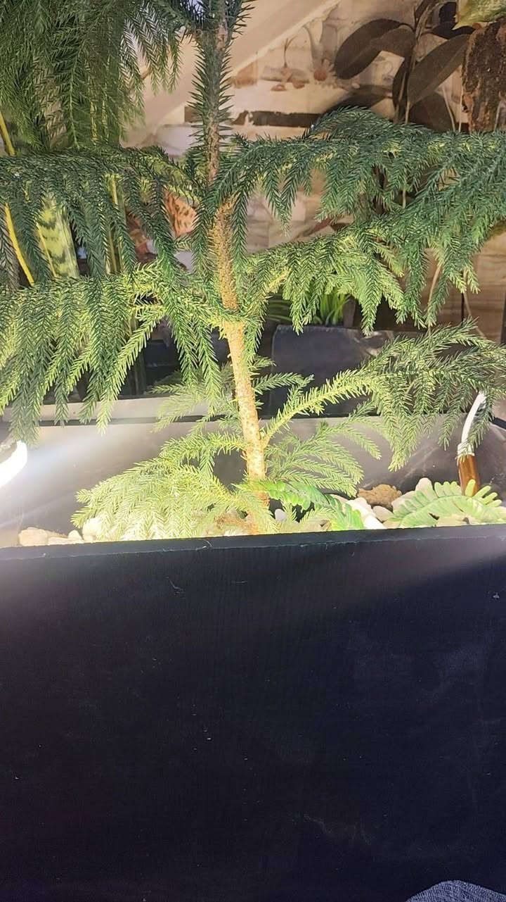 نافوره عامودين للبيع معه التوصيل 200 الف 

سنادين كميه محدوده مقاوم الماء زرع طبيعي ضلي معه حجر واناره 
توصيل بغداد 5 الف 
الاتصال ***********
