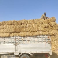 تبن كبس  للبيع  درجه اولى من الحاصوده توصيل جميع المحافظات للستفسار وا...