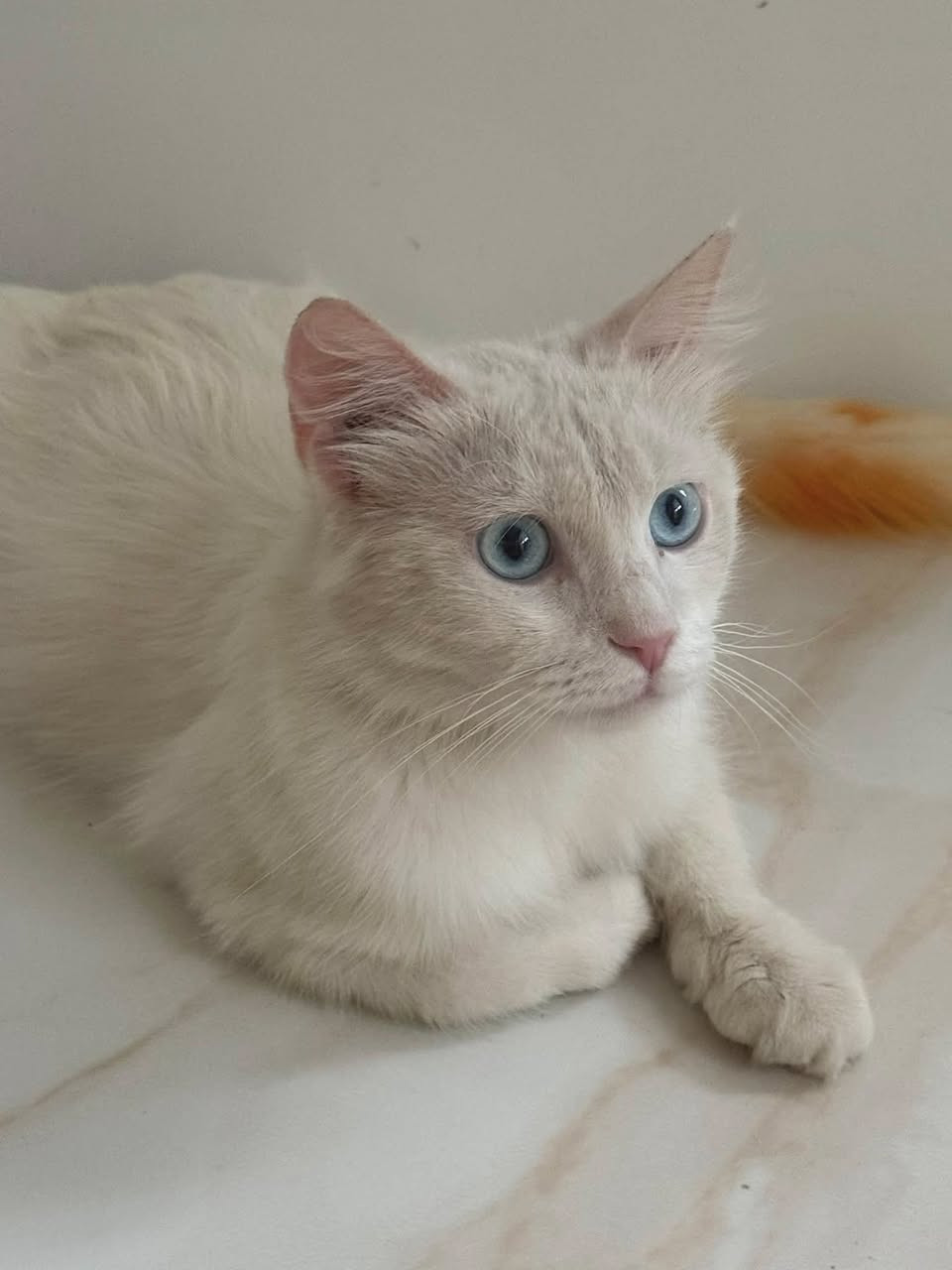 قطه انثئ هملايه للبيع


**إذا كنت صاحب هذا الإعلان وتريد حذفه لأي سبب، رجاءا أرسل رسالة إلى الدعم الفني**