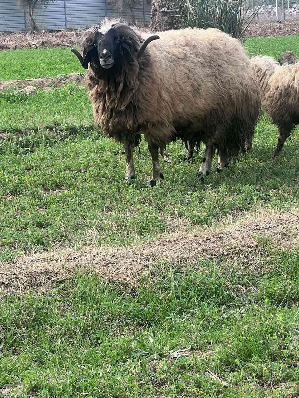 للبيع 3نعاج مطافيل  وحده وراهة فحل وثنين وراهن نثاية نعاج ام اول وثاني بطن مكفولات وشرط النصاحة وياهن الفحل مالتهن وياهن 3وراجين صغار المكان العبايجي
***********بي واتس اب الشراي يتصل ويدلل
