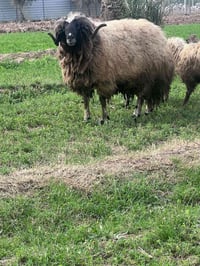 ٣نعاج • مطافيل • العبايجي