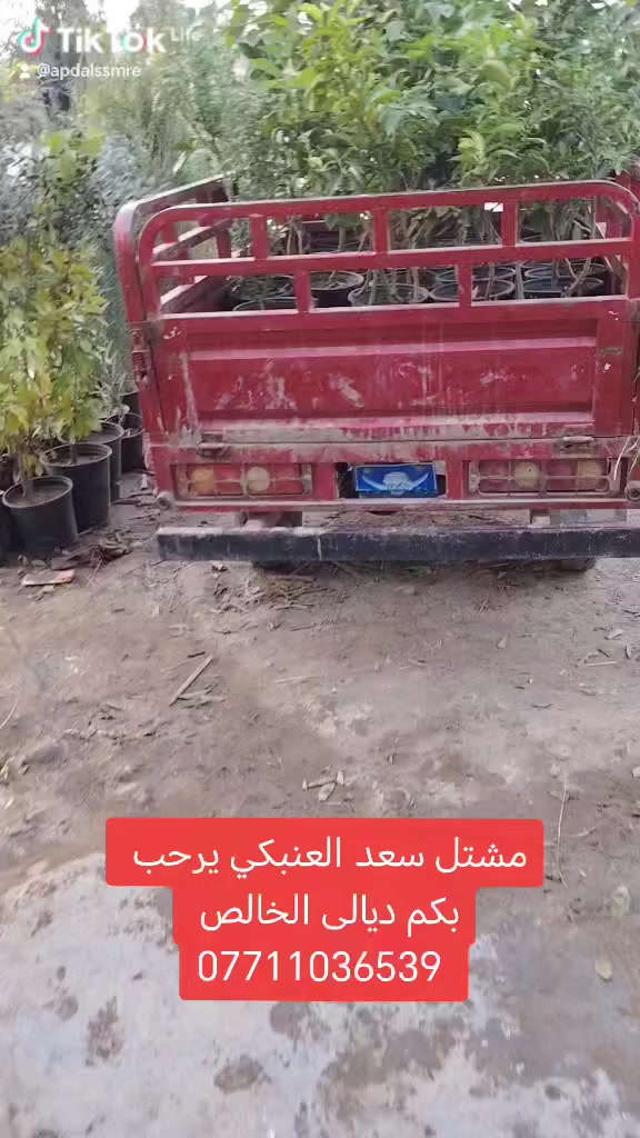 مشتل سعد العنبكي يرحب بكم ديالى الخالص التحويله ***********
