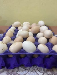 بيض دجاج عرب • ابو ركيبه • القرنة