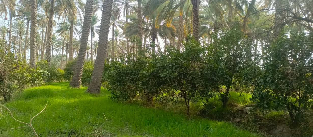 بستان للبيع طابو زراعي 10دوانم يحتوي على 270نخلة وحمضيات بأنواعها الموقع ديالى ارگبة


**إذا كنت صاحب هذا الإعلان وتريد حذفه لأي سبب، رجاءا أرسل رسالة إلى الدعم الفني**