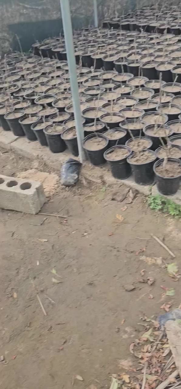 تين بني مسلم 
كل  ٣  بألف دينار 
تين خالد العبيد 
١٥٠٠ دينار
***********
بابل السريع الدولي كيش
