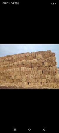 تبن درجه اولى • ذي قار الرفاعي