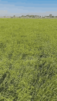 خمس دوانم • برسيم • الدجيلي كيلو 36