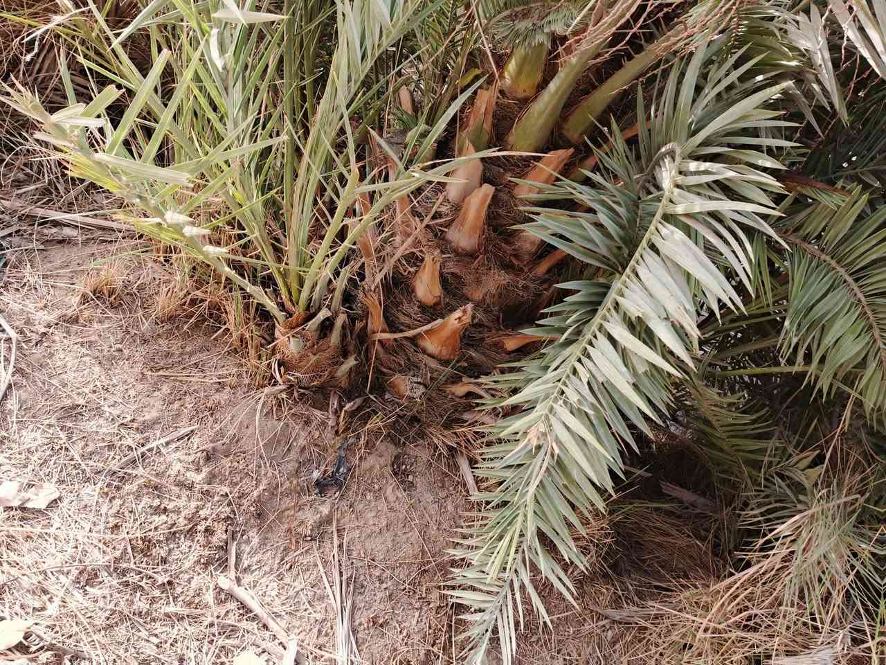 متوفر فسائل نخيل خضراوي وزهدي
متواجد خاص وهاذه رقمي ***********
