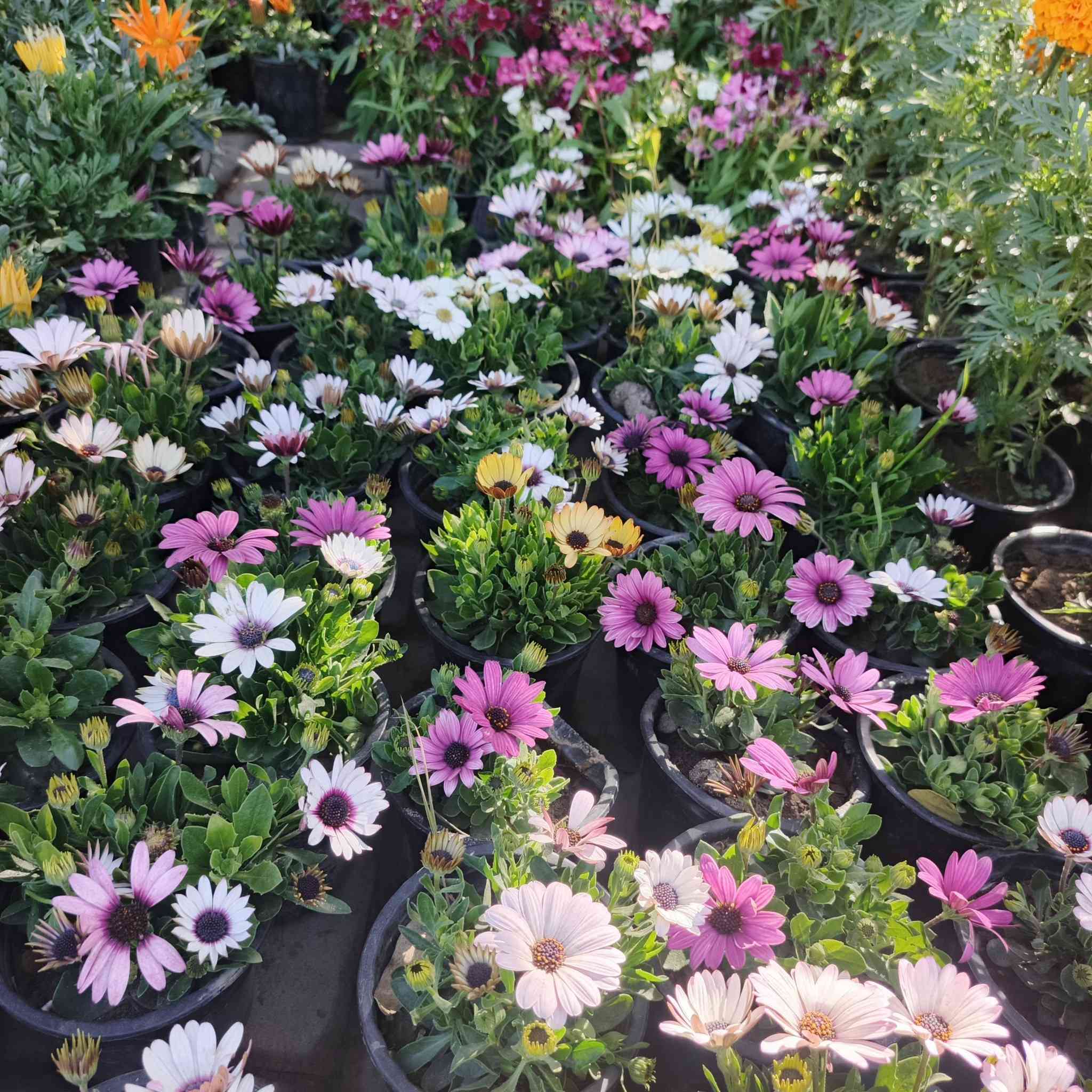 اسعد الله اوقاتكم بكل خير احلى متابعين🌹🌹

مثل ما عودناكم بنشر كل ما هو جديد🌲🌲
نعلن عن وصول وجبه جديده من الورود الموسميه والدائميه ومن النباتات الشمسية 🌳🌳 والزهور🌹🌹  واشجار الفواكة والسنادين 

#ملاحظة سيتم نشر النباتات الظليه بمنشور خاص بها.

يوجد توصيل داخل  قضاء الصويره فقط 
للإستفسار الاتصال على الرقم ***********

العنوان,: #شارع_الغطاس_خلف_المجمع_السوري 

إدارة المشتل
***********
***********
