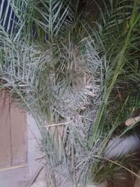 نخلة فحل • فسائل • الزبير