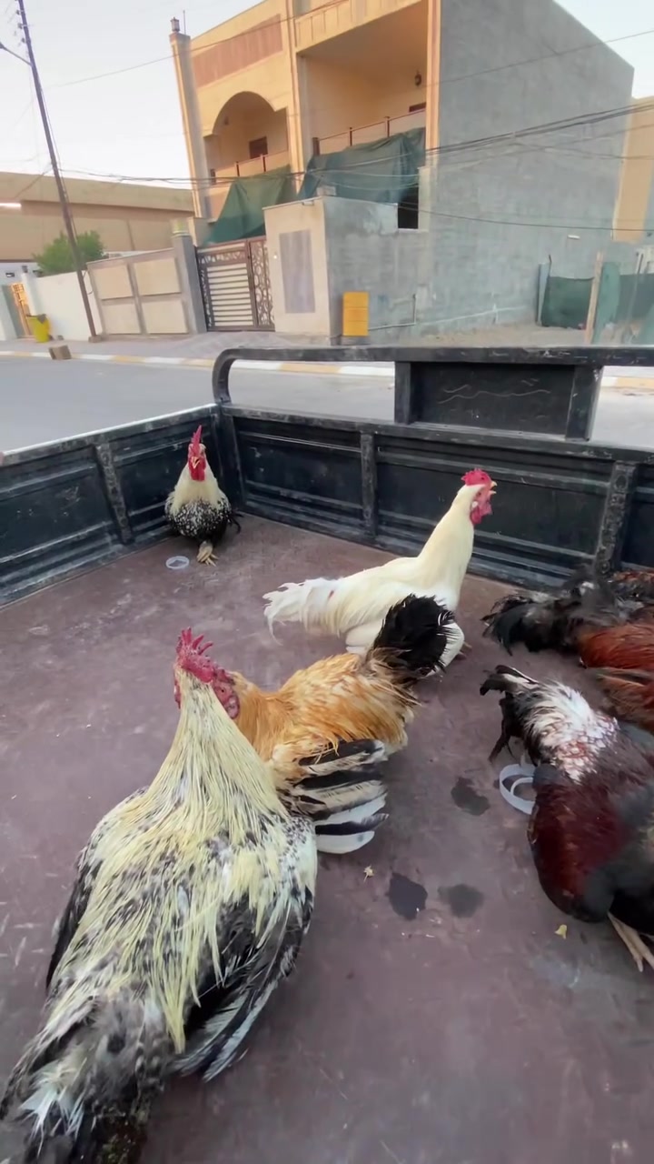 ديوكه عرب للبيع
الرقم ***********
