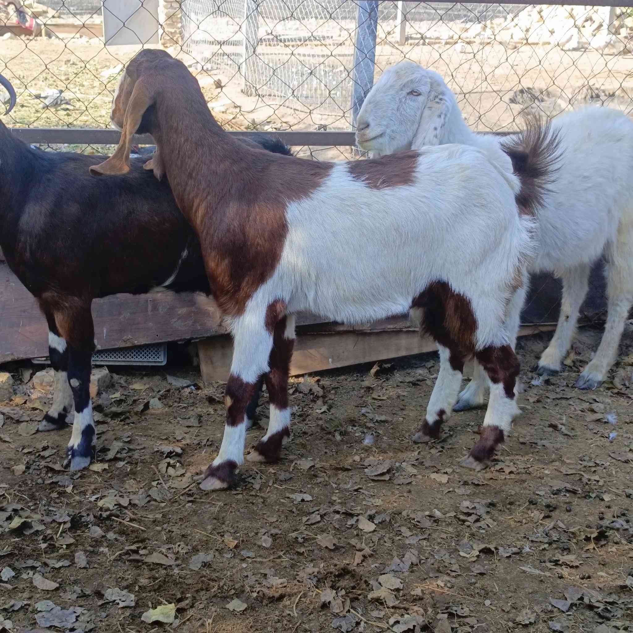 3 صخول شاميات كلهن ماخذات الفحل وراجين اول بطن وثاني وثالث سعرهن شلع ب 875  مكاني  بغداد التاجي  ماعندي توصيل رقم
***********
***********واتساب 
***********
