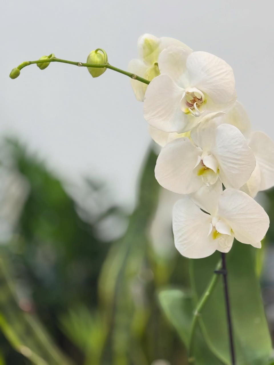 لمحبي النباتات الراقية ✨

وفرنالكم نبتة الأوركيد بألوانها الجميلة وأزهارها المميزة 🌸
نبات داخلي أنيق يضيف هدوء وجمال لأي زاوية بالبيت أو المكتب 🤍

الأوركيد من النباتات المحبة للإضاءة ويتميز بفترة إزهار جميلة مع عناية بسيطة 🌿

💰 السعر : 10 آلاف فقط

📍 الموصل - حي الرفاعي
📞 ***********

🚴‍♀️ تتوفر خدمة التوصيل داخل الموصل ايمن ٣
الأيسر ٤
#اكسبلور_فولو #اكسبلورر #اكسبلور #اكسباور_فلو_لايك #نباتات
