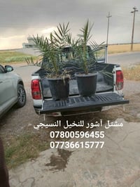 فسائل نسيجية • برحي • قرية النايفة