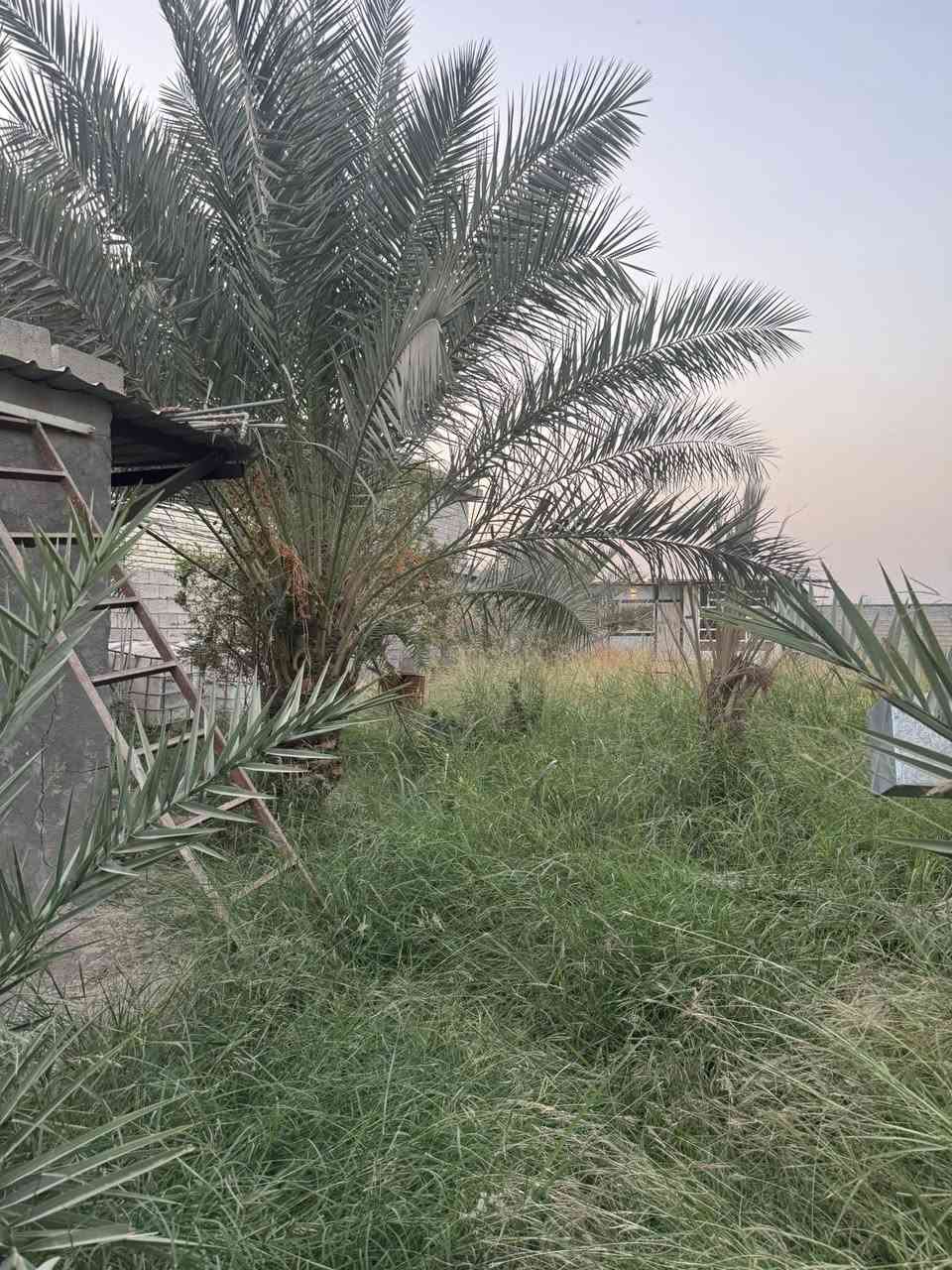 ***********
***********
فرصة ذهبية للبيع! مزرعة 
بمساحة ٢٥٠٠ متر مربع 🔥

يمكنك اقتناء المزرعة كاملة بمساحة ٢٥٠٠ متر أو جزء منها بمساحة ١٠٠٠ متر حسب رغبتك

الكرفان ١٠٠ متر مجهز بالكامل ويحتوي على غرفتين نوم، مطبخ، حمام واستقبال واسع للضيوف

المزرعة مشجرة بنخيل أصيل وتحتوي على ماء وكهرباء متوفرة فورًا

المساحة مسيجة بالبلوك ٥٠x٥٠ متر ومزودة بنظام كاميرات متطور لحماية كاملة

أساس بيت ٢٠٠ متر مشيد وجاهز لتكملة حلمك

🌟 الموقع المثالي في حي غريب السريع الدولي خلف محطة جوهرة العدنان، مكان استراتيجي وسهل الوصول

⚡ لا تفوت الفرصة! للمزيد من التفاصيل تواصلوا معنا فورًا عبر
