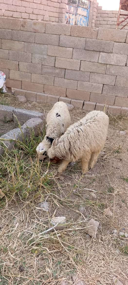 للبيع سعر زوج ٣١٥  ألف
***********
