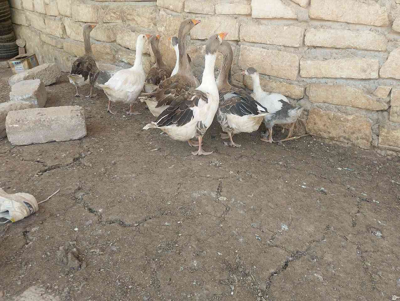 سلام عليكم للبيع قازات انضاف خشنات صحه نشاط فول بي صوصي غير سعر اشراي يتصل على الراقم ***********
‏‪***********‬‏
