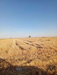 يوجد جله غزيره 23 دونم. اليريد يتبنها بالنص الاتصال على الرقم  0782 25...