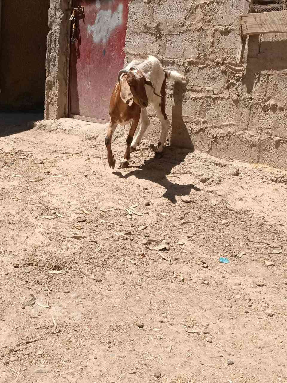 صخول للبيع عشر وشكت توم خشانه فول مكان زملت حمدي السعر 400وبيهن مجال ***********

