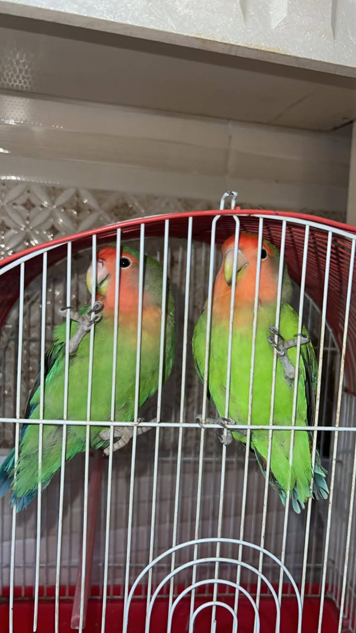 جوتێک خەندووری جوان و هێلکەکەرن نێر وو مێیەن هێلکەکەرن لە بەچکەییەوە لای خۆم بوون بە سلیلاک بەخێوم کردوون خوێندنیان زۆر باشەو چالاکن بە سنووقوو هەموو شتێکیەوە بە ٤٠ هەزار
سەید سادق
سلیمانیش گەیاندنن هەیە


**إذا كنت صاحب هذا الإعلان وتريد حذفه لأي سبب، رجاءا أرسل رسالة إلى الدعم الفني**