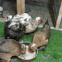 متاح تخم صلطاني خط اول فول موصفات نوادر دجاجات بياضات وديج شرط شد عمره...