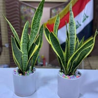 عروض راس السنة • هدية • اسبوع