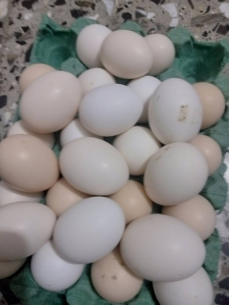 من رخصت مدراء الكروبات المحترمين للبيع 30بيضه دجاج عرب اصلي بيض جديد شرط التلقيح عنواني بابل محاويل قرب معارض السيارات ***********
