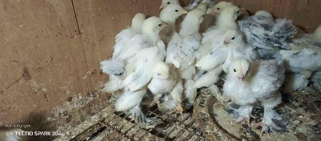 سلام عليكم متاح
افراخ براهمه 
لعمر 25يوم 
لعدد 18زوج 
سعر لزوج 25
مكاني تكريت لقادسيه 
***********
