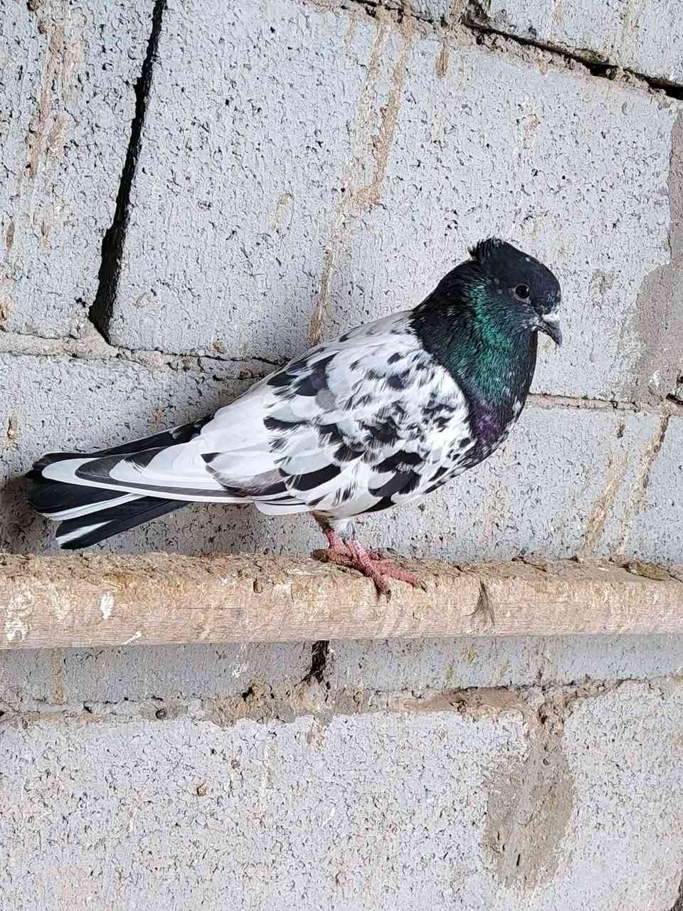 هنادي للبيع


**إذا كنت صاحب هذا الإعلان وتريد حذفه لأي سبب، رجاءا أرسل رسالة إلى الدعم الفني**