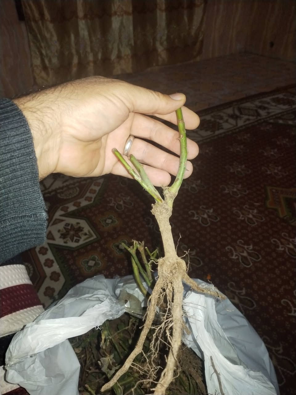 بسم الله الرحمن الرحيم 
يسر مشتل ان يعلن لكم عن توفر ورد جوري تنخيل 5الوان وسلطاني عطري مختلط مقلمه ومنضفه وجاهزه للزراعه بلتربه مباشرتا كما مبين بلصور 
مشتل الزهراء في ميسان العماره بستان دور النفط شارع مقبره الصابئه قرب جملونات بيت العنتاكي للدواشك والحصران داخل الفرع 
،***********
***********
