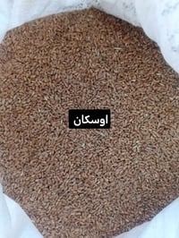 حنطه اوسكان • حنطه نزار • بروانه