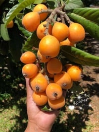 اشجار عنكدنية • مطعم شايل حمل • القائم الحشاشات