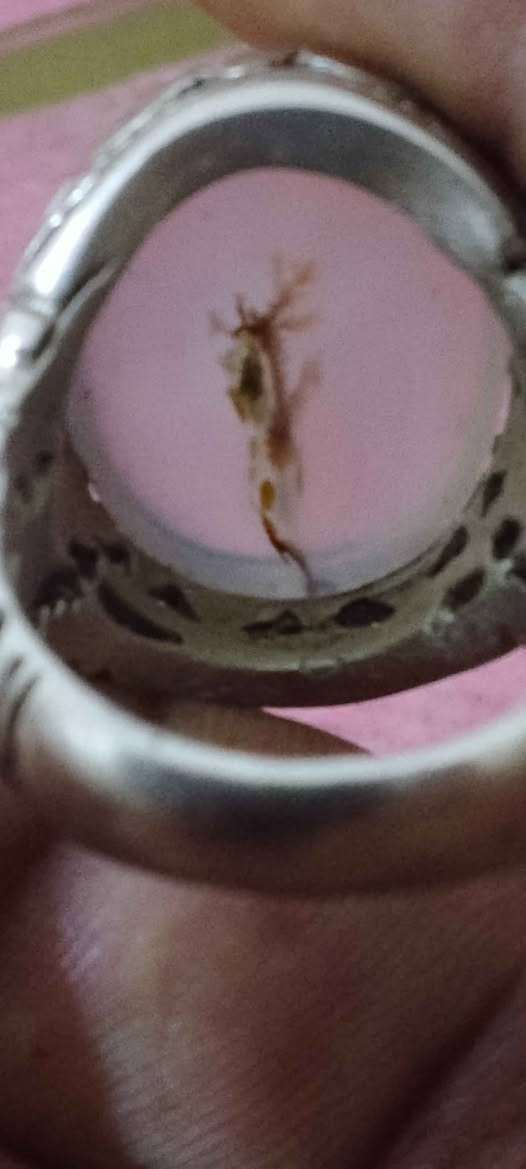 محبس فضه يماني اصلي قديم 
سعره40 البصرة, العراق


**إذا كنت صاحب هذا الإعلان وتريد حذفه لأي سبب، رجاءا أرسل رسالة إلى الدعم الفني**