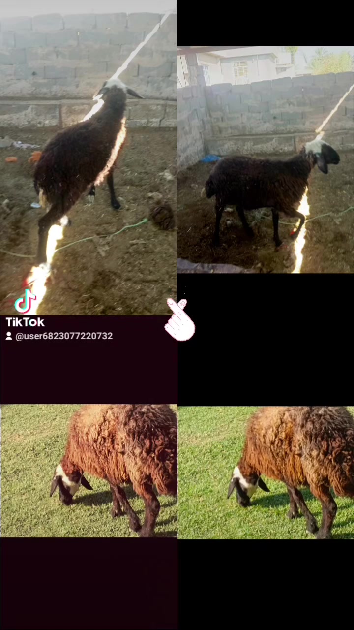 بسم الله ما شاء الله متاح فطيمه ذبح وزنها ما يقارب 18 الى 17 كيلو خير من الله مالت الدير مكانها بغداد المشاهده سعرها 280 قفل توصيل ما عندي. ///‏‪***********
