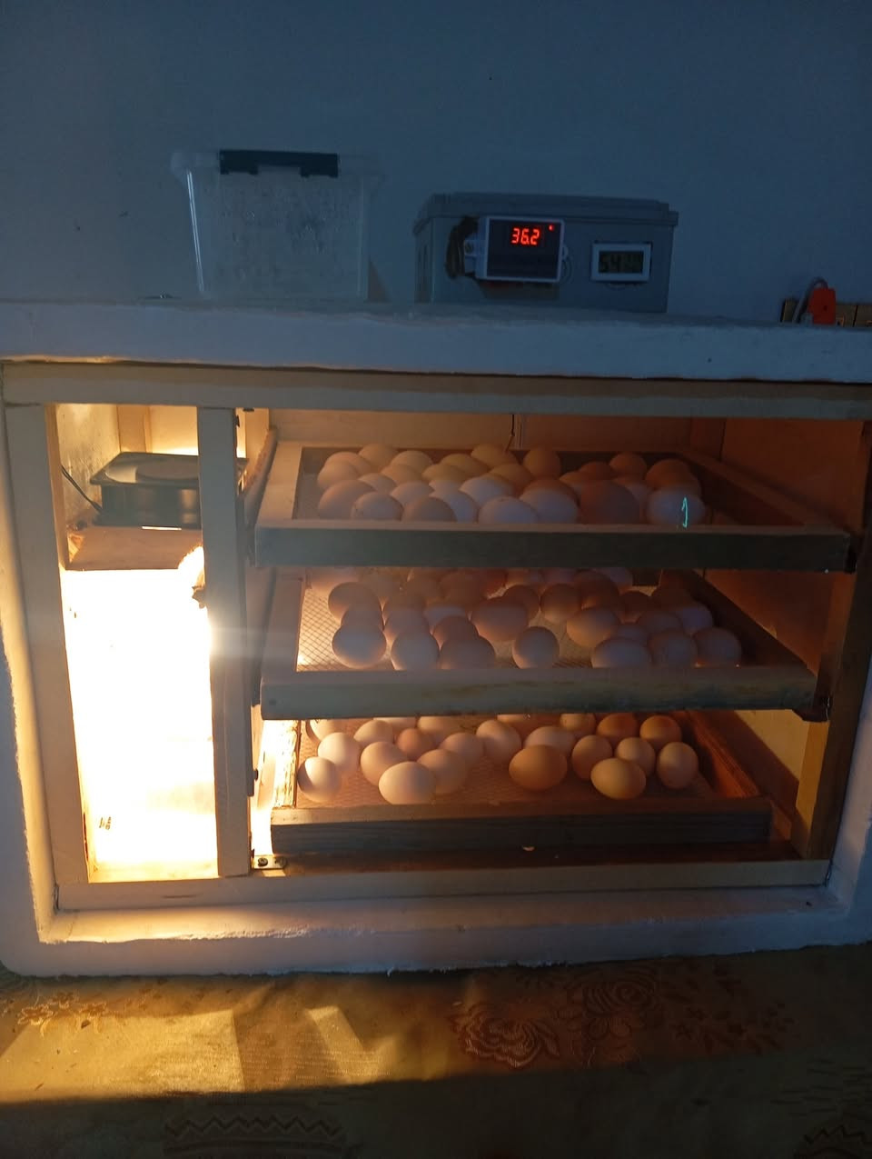 متوفر فقاسات فلين تقليب يدوي درجه اولى مختلف الأحجام والنوعيات عندي نظام طابق واحد ونظام ٣ طوابق
الشراي يتفضل ويدلل


**إذا كنت صاحب هذا الإعلان وتريد حذفه لأي سبب، رجاءا أرسل رسالة إلى الدعم الفني**