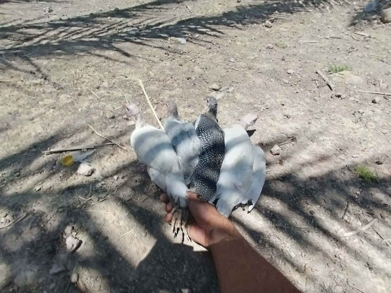 متاح


**إذا كنت صاحب هذا الإعلان وتريد حذفه لأي سبب، رجاءا أرسل رسالة إلى الدعم الفني**