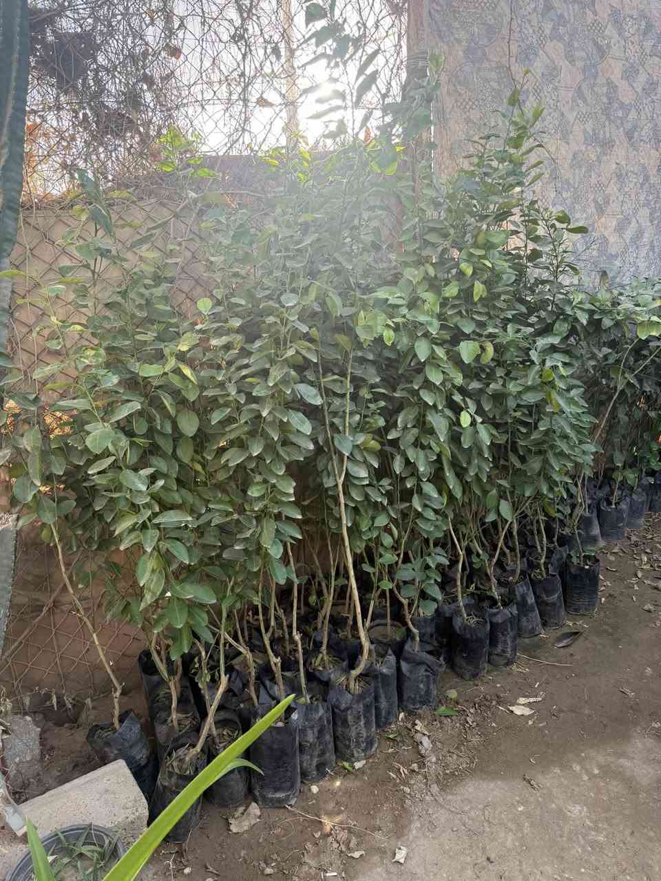 مساكم الله بلخير متابعينا الغوالي ✋

نبدي وياكم موسمنا ونكول الله يرزقنا ويرزق امة محمد امين🙏
كل ما هو جديد من عالم الزراعة من الاشجار والازهار والنخيل بانواعها يتوفر لدى مشتل الشقي🥹

ما عليك بس تزورنا وتنور مشتلنا واحنا علينا نقدلمك الي يرضي رب العالمين ثم يرضي زبائننا الكرام☺️
يوفر لدى مشتل الشقي
الحمضيات بانواعها🍊🍋
تفاح يمختلف الانواع🍏🍎
عرموط 🍐
مشمش🍑
رمان 🫐
العريش بانواعه🍇
الزيتون 🫒
وشنو تريد من اشجار وازها موجود 
انتو بي زورونا وستجدون الاسعار المناسبه 🥹

العنوان / الانبار / قضاء هيت 
حي البكر قرب اسواق ياسر
بادارة احمد سعيد الشقي ***********
