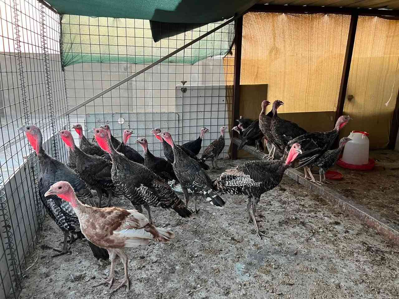 به ناوي خواي گه وره ماشالله له مالي هه موو لايه ك 
ئه م وه جيه قه له بؤ فرؤشتن له هه ولير ماليكي خاوين و ته ندروست بي كيشه ٢٢دانه يه 
ره قه مي خاوه ني ***********
