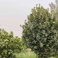 ارض زراعيه • ٦ دونم • عمود ٣٠١