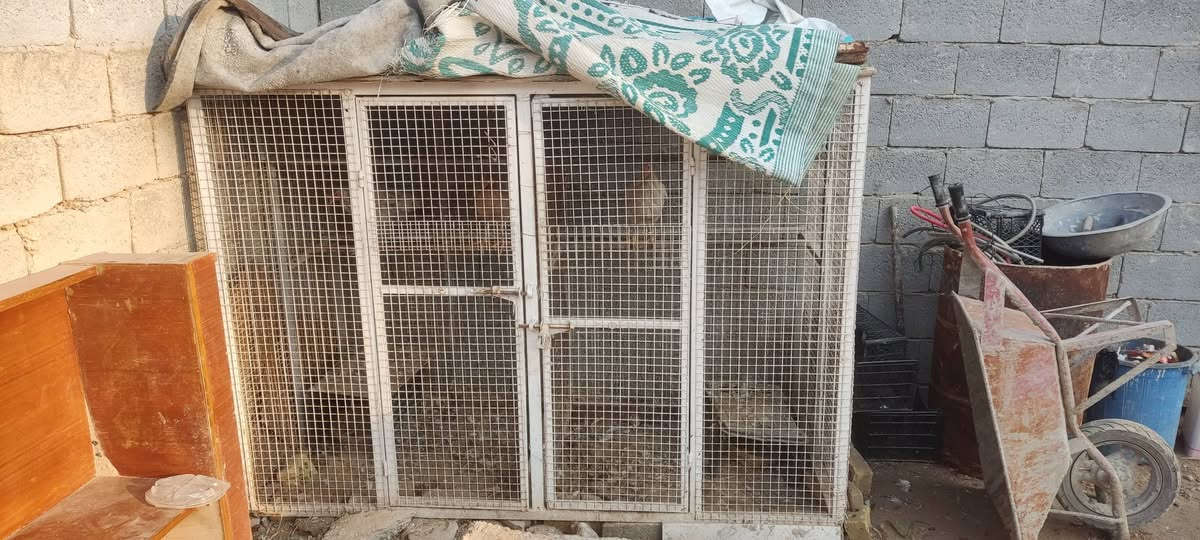 سلام عليكم قفص البيع مكان كربلاء الشبانات  طول 210 ارتفاع 150 عرض متر سعره 75 ***********
