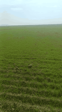 السلا م عليكم ورحمة الله وبركاته
ارض زراعية للبيع ٢١ دونم  كلها صالحة للزراعة معدلة ليزر و مزروعة حنطة حاليا تنباع وي الزرع او بعد الحصاد حسب الرغبة المكان واسط الاحرار للاستفسار الاتصال على الرقم...
***********
***********
