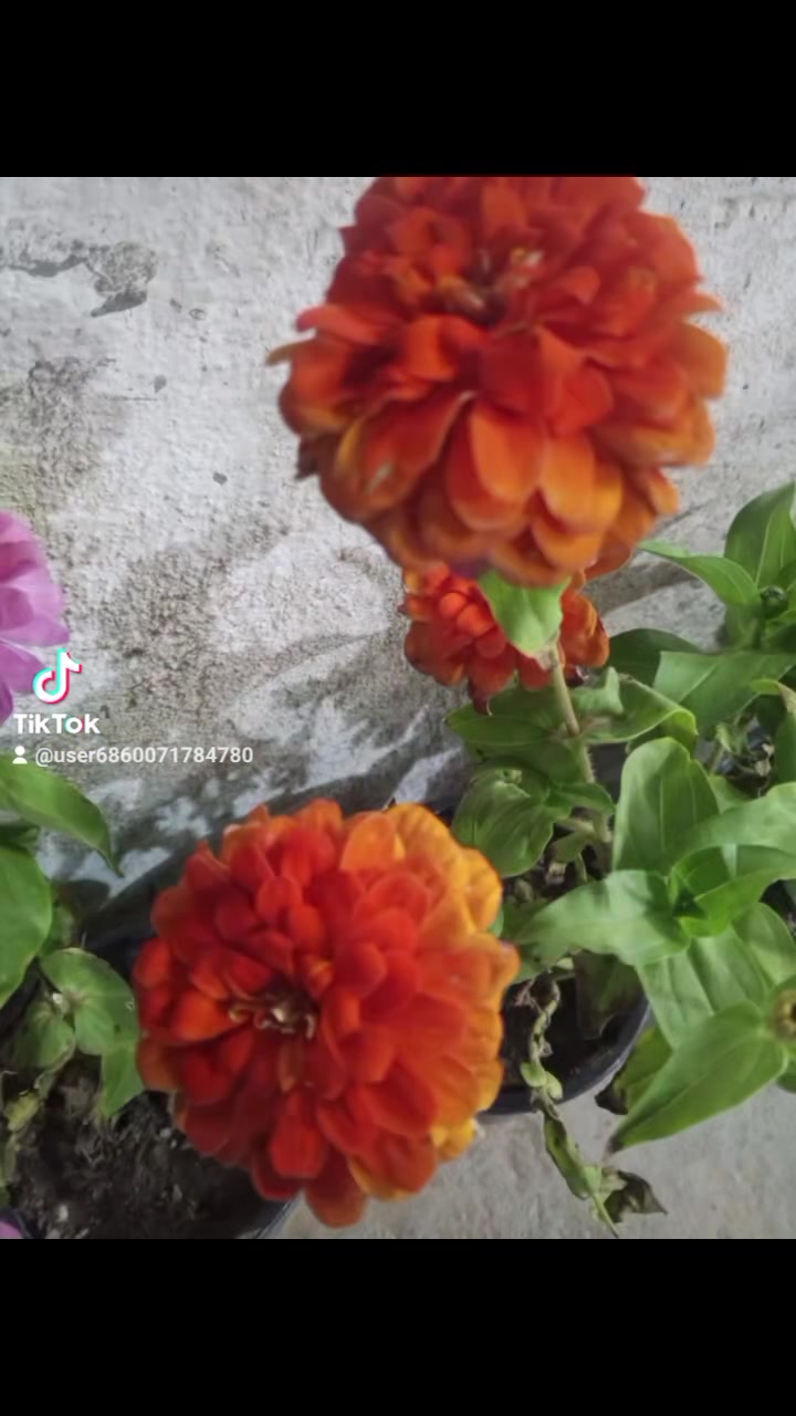 متوفر ورد زينياكل لون يوجد خدمة توصيل داخل لكوت فقط احجز وستفسار مرسلتنه خاص


**إذا كنت صاحب هذا الإعلان وتريد حذفه لأي سبب، رجاءا أرسل رسالة إلى الدعم الفني**
