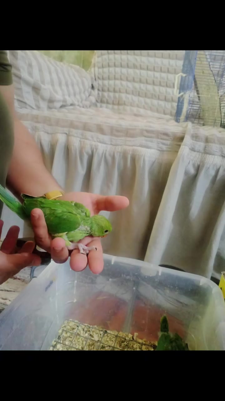 افراخ دره البيع متعلمات زق خاشوكه


**إذا كنت صاحب هذا الإعلان وتريد حذفه لأي سبب، رجاءا أرسل رسالة إلى الدعم الفني**
