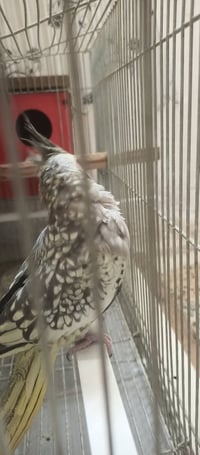 زوجين • اليفات • طينه